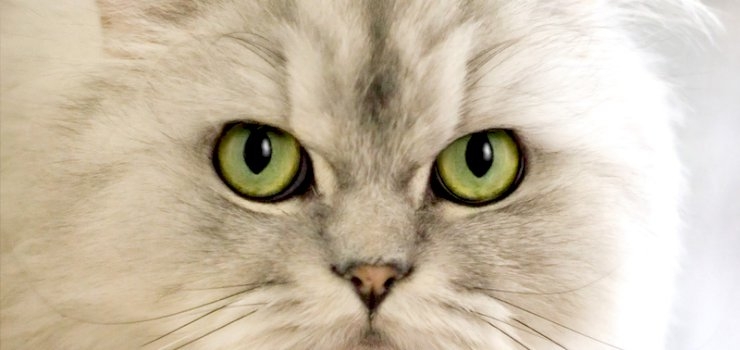 Is That An Animal In Your Furniture? Is That An Animal In Your Furniture?