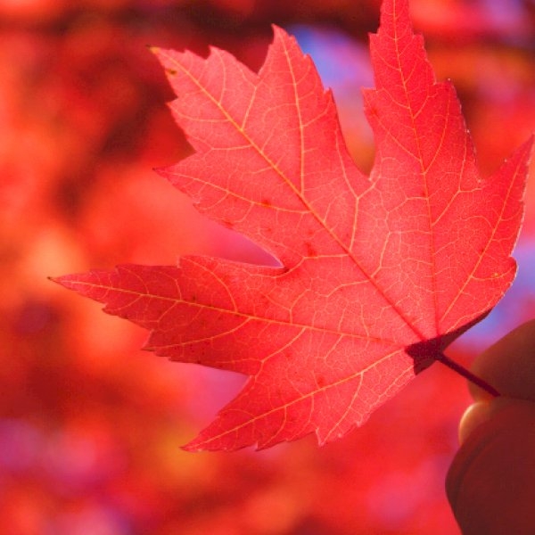 Colour Your Business Red For More Energy, Passion And Results Colour Your Business Red For More Energy, Passion And Results